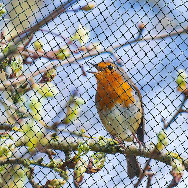 Vogelschutznetz Teichnetz Obstbaumnetz Schutznetz sehr stark - schwarz/grün - 2,0x5,0 Meter