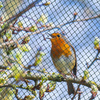 Vogelschutznetz Teichnetz Obstbaumnetz Schutznetz sehr stark - schwarz /grün - 4,0x5,0 Meter
