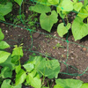 Pflanzennetz, Ranknetz, Rankhilfe, Gartennetz, Stütznetz für Kletterpflanzen - 1,8x5,0 Meter