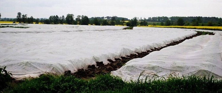 Gartenvlies Schutzvlies Pflanzvlies zur Abdeckung von Gemüsebeeten, weiß - 1,6x100 Meter