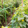Pflanzennetz, Ranknetz, Rankhilfe, Gartennetz, Stütznetz für Kletterpflanzen - 1,8x1,8 Meter